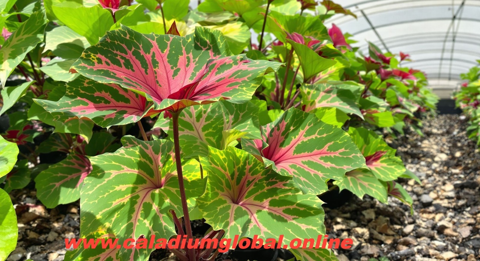 SEAFOAM PINK – 6 BULBS BUY 2 GET 1 ORDER FREE direct from Florida Plantation