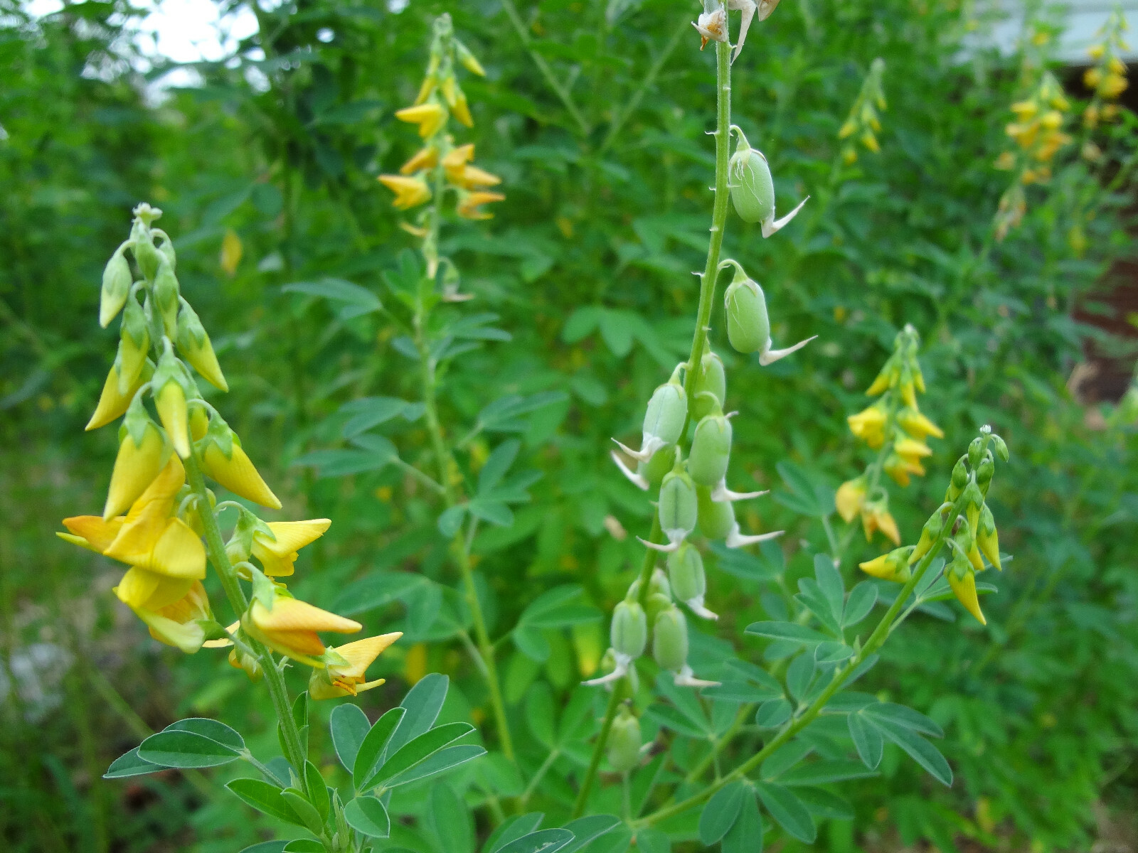 CHIPILIN Very RARE Central America Cold Hardy El Salvador 10 SEEDS