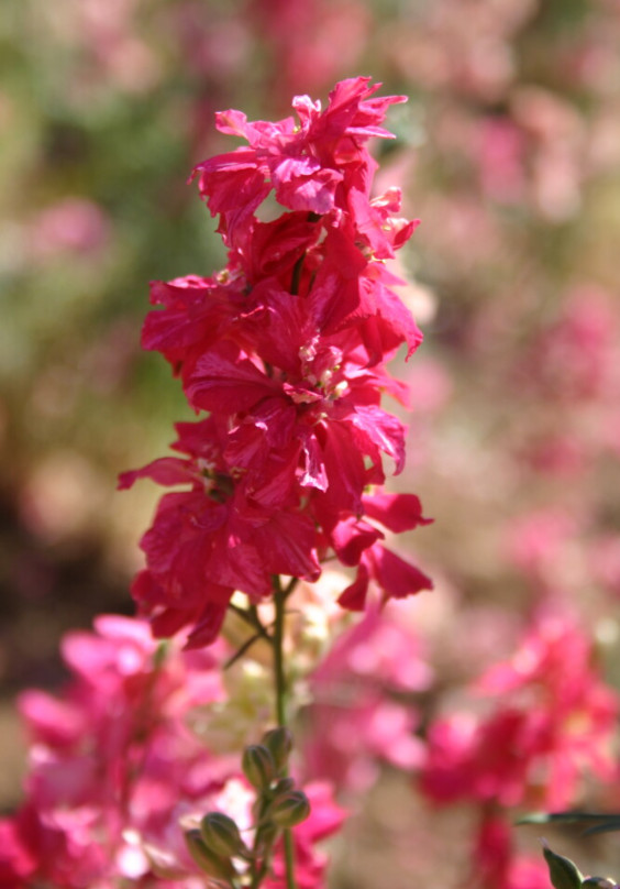Rocket Larkspur Delphinium DEEP CARMINE Flowers Pollinators Non-GMO 500 Seeds!