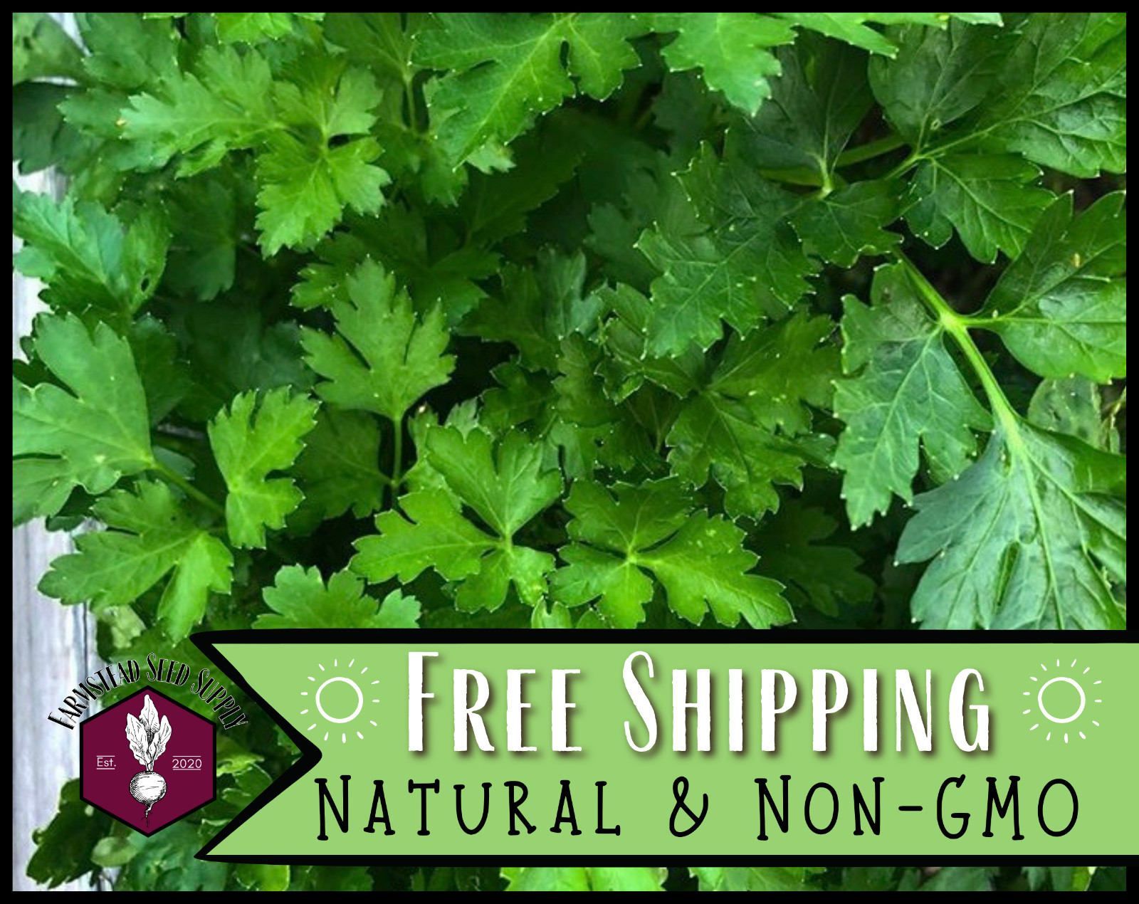 3500+ Parsley Seeds [Italian Flat Leaf] Vegetable Gardening, Heirloom, Non-GMO