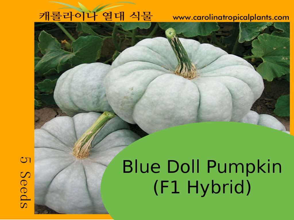5 Blue Doll Pumpkin Seeds | Jarradale Queensland Cinderella Doll