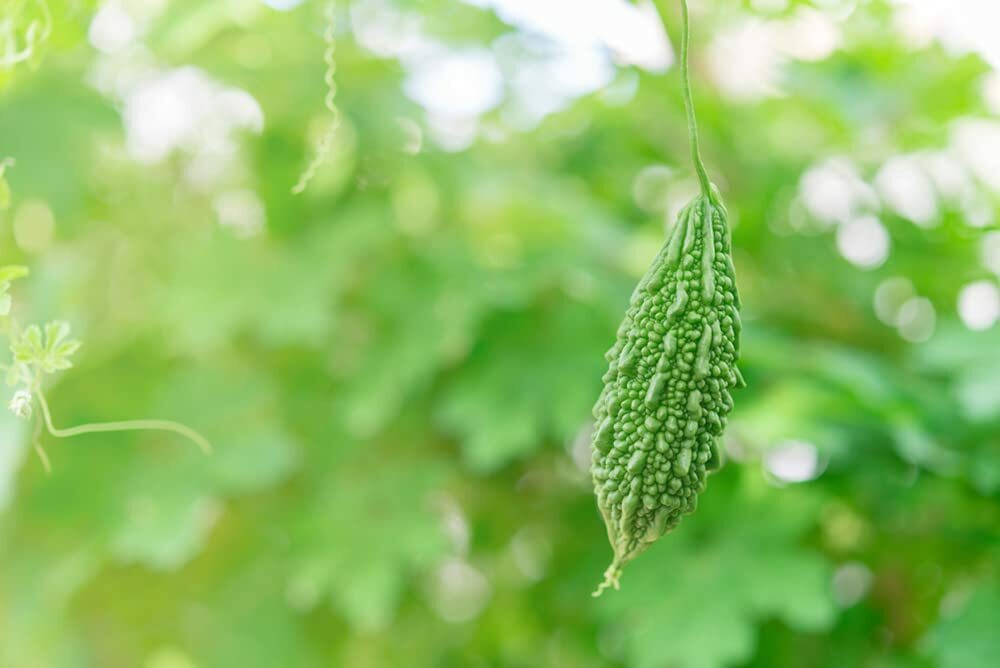 10 Green Bitter Gourd Vine Seeds for Planting Bitter Melon Gourd