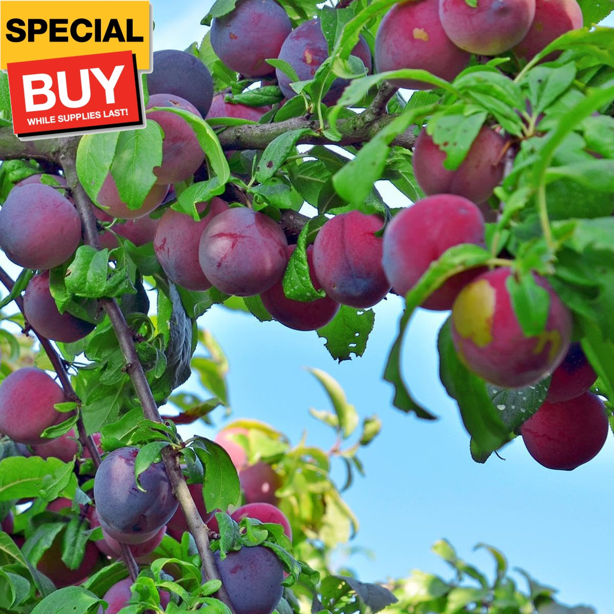 10+ Wild Plum Tree Fruit Seeds for Planting Outdoor-Perennial Native Prunus Amer