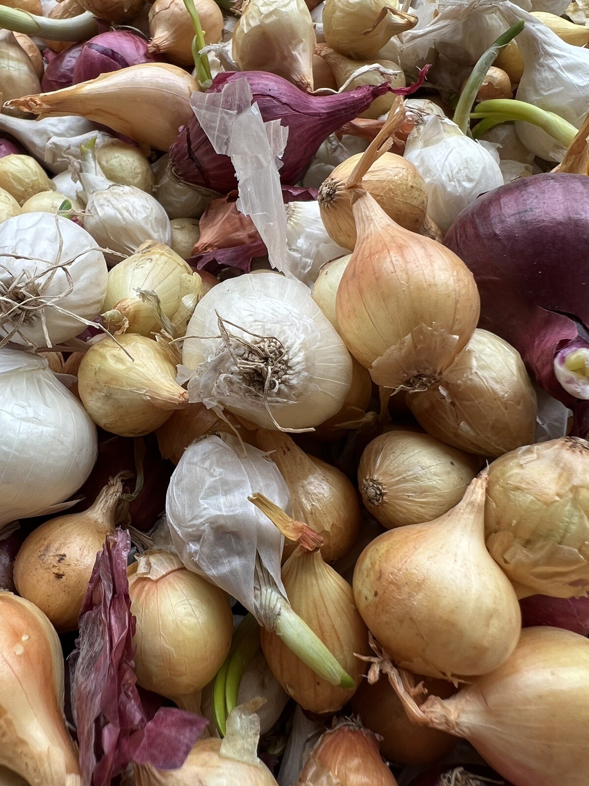 Colors Mixed Onion 35++Sets (Bulbs) | Yellow, Red, White Mix 2023 Free Shipping