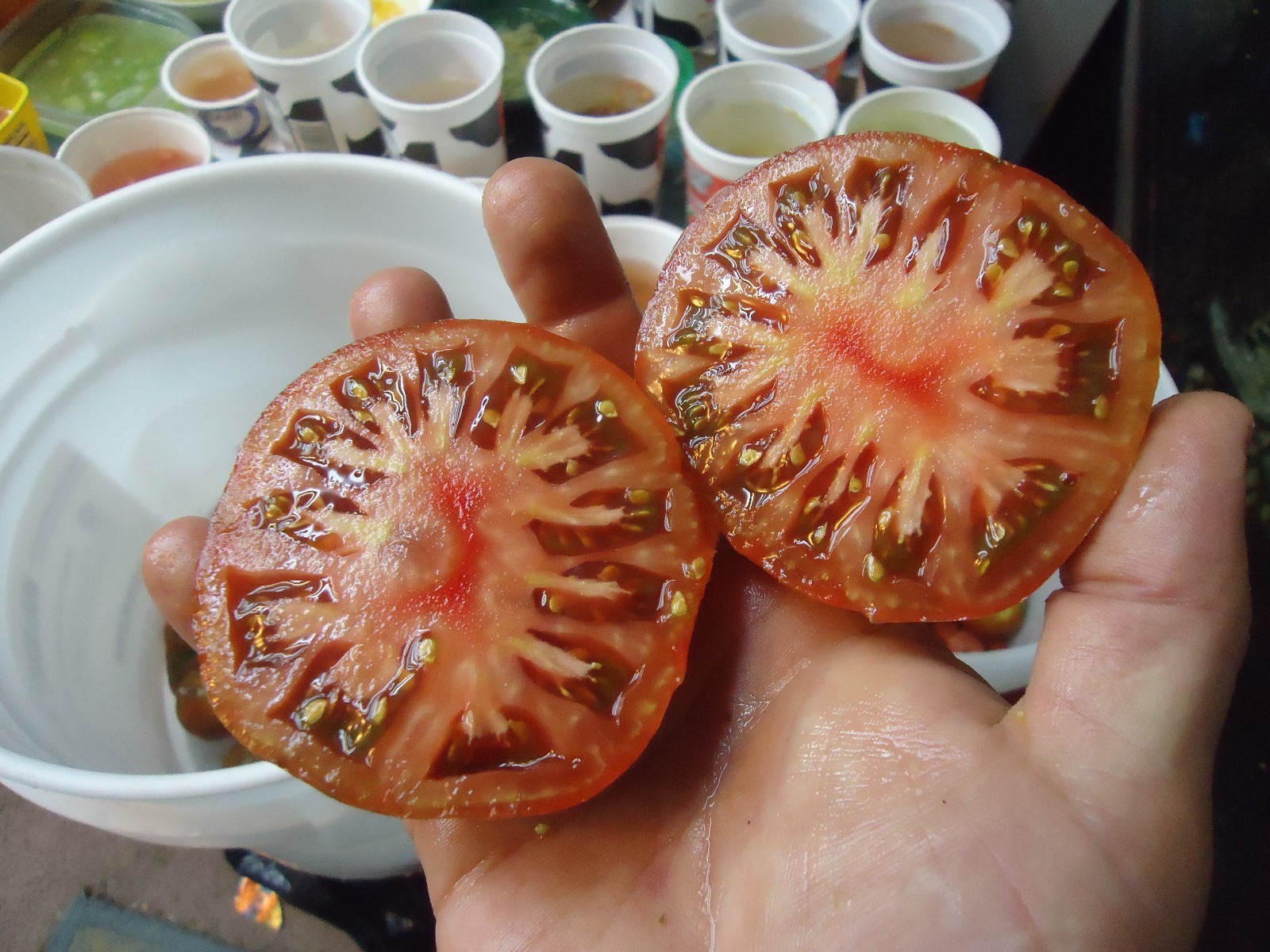 1Berkley Pink Tye Dye tomato 20 seeds *HEIRLOOM* Seeds of Life