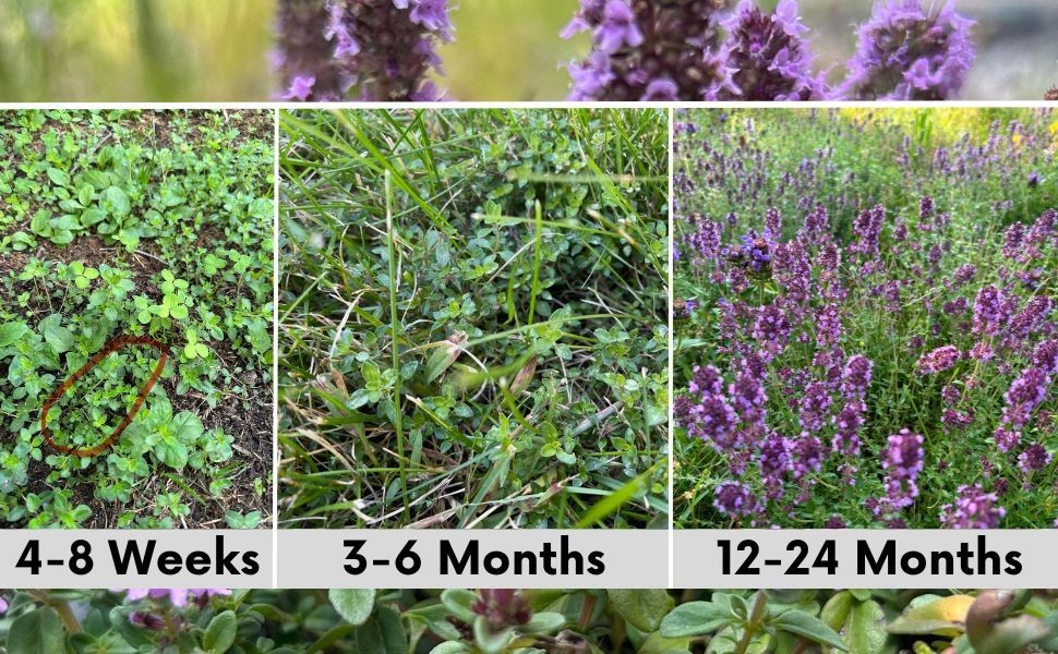 Flawn Seed Creeping Thyme, Easy Spread Shaker, Pollinator Friendly, Ground Cover