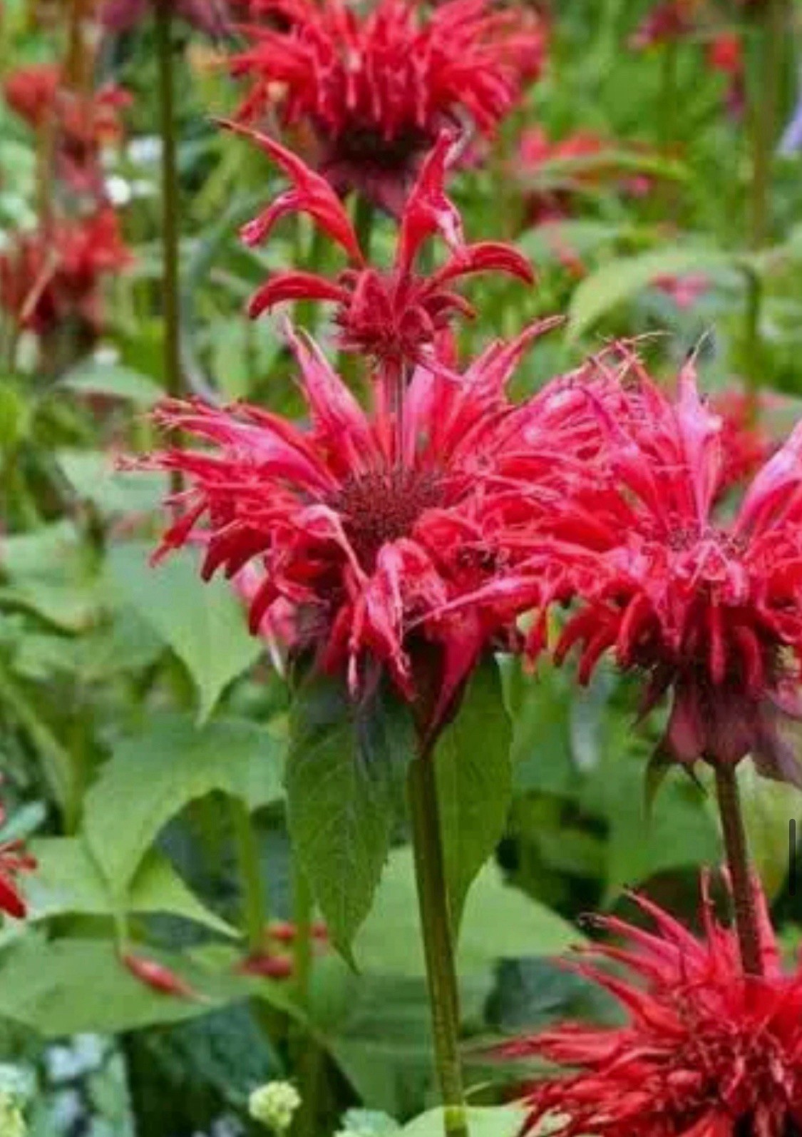 CRIMSON RED BEE BALM – 1 GAL -BUY ONE GET ONE FREE – MONARDA DIDYMA / ORGANIC