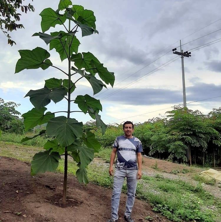 100 Royal Empress Tree Seeds “FASTEST GROWING TREE in the WORLD”