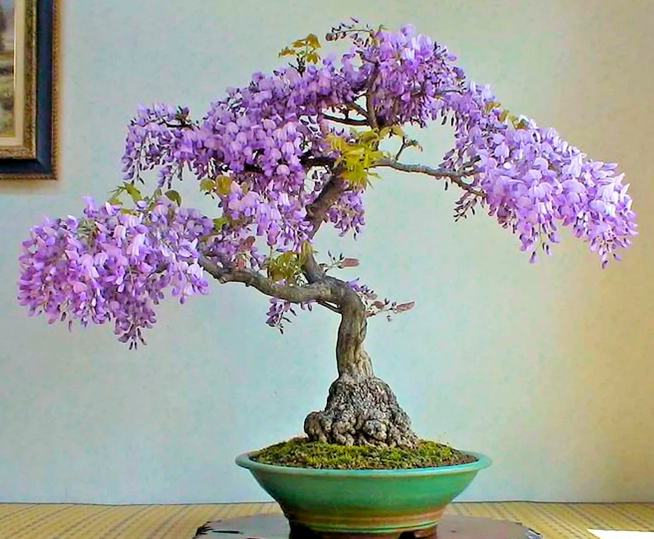 100 Purple Wisteria Flowering Bonsai Tree Seeds & FREE Growing Guide – USA 2026