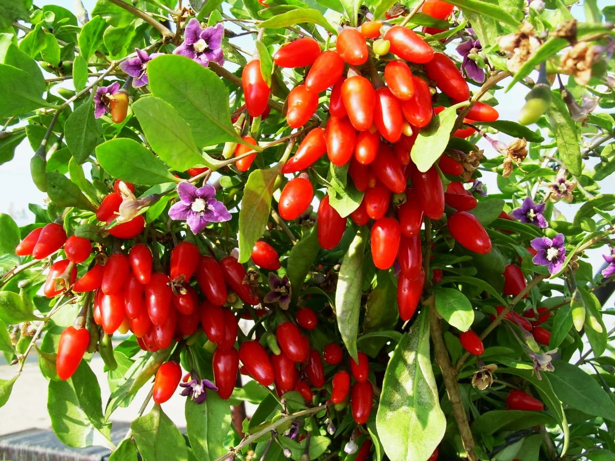 Goji Berry Tree Seeds | Lycium Wolfberry Chinese Fruit Seeds 2024 Free Shipping