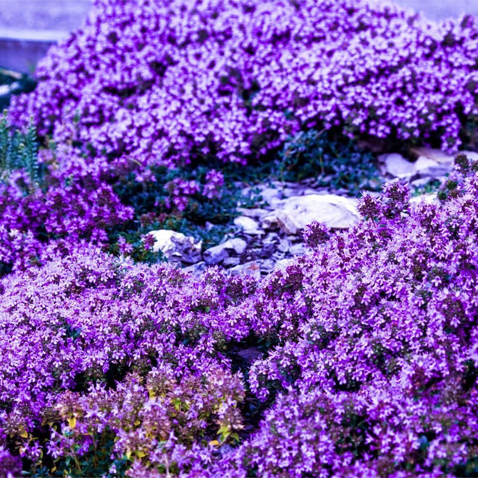 20000+Creeping Thyme Seeds for Planting Outdoor-Heirloom Thymus Serpyllum