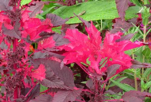 Amaranthus tricolor | Early Splendor | 100 Seeds