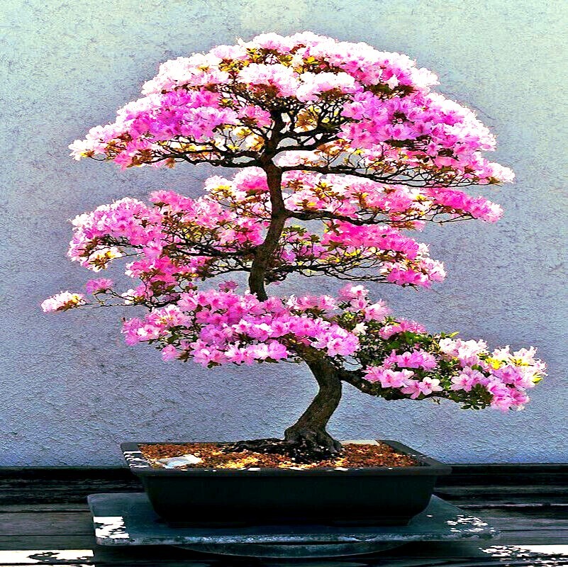 JAPANESE SAKURA CHERRY BLOSSOM TREE SEEDS (Prunus sargentii) Hardy Flower Plant