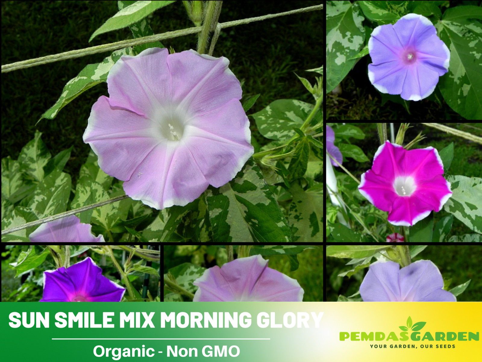 30+Seeds| Sun Smile Mix Morning Glory Seeds #F031