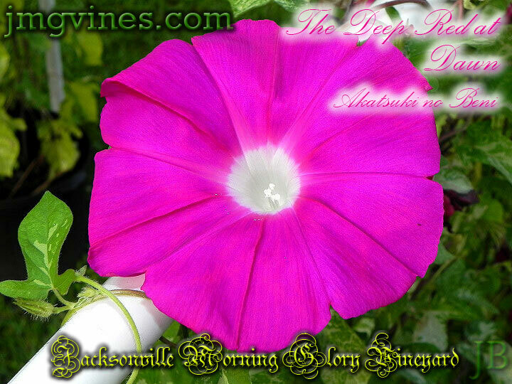 The Deep Red at Dawn / Akatsuki no Beni Japanese Morning Glory 6 Seeds