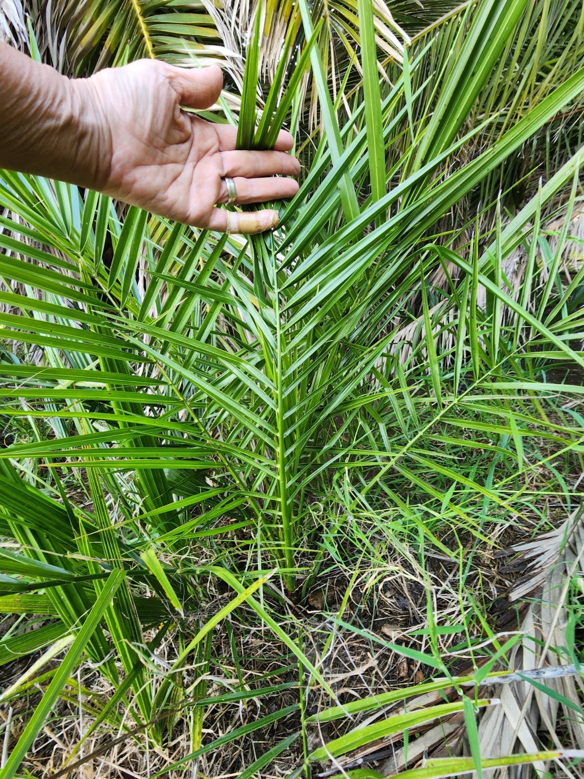 Canary Island Date Palm, Multi-Frond Saplings X 5