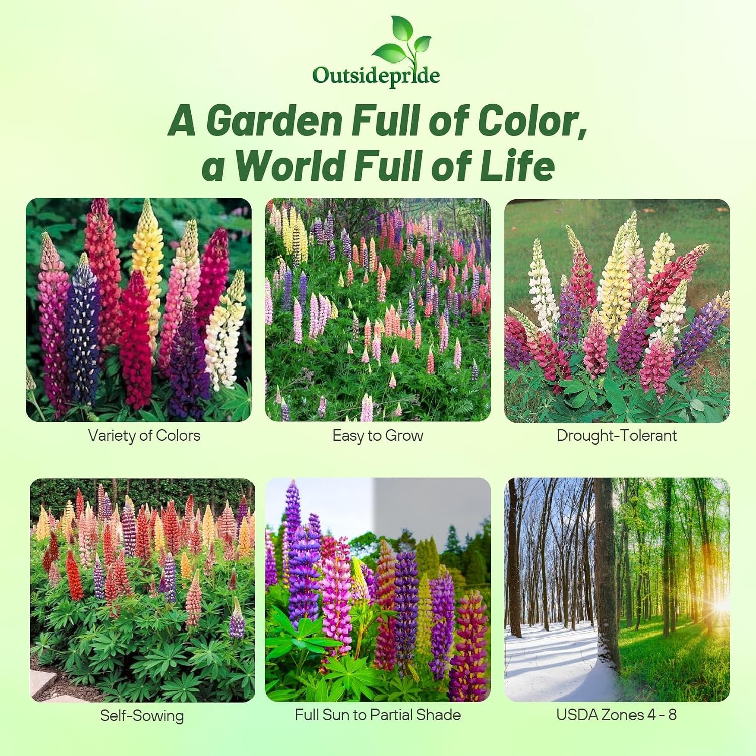 Cold Hardy Lupine Flower Seeds Mix – 1 Lb.: USDA Zones 4-8