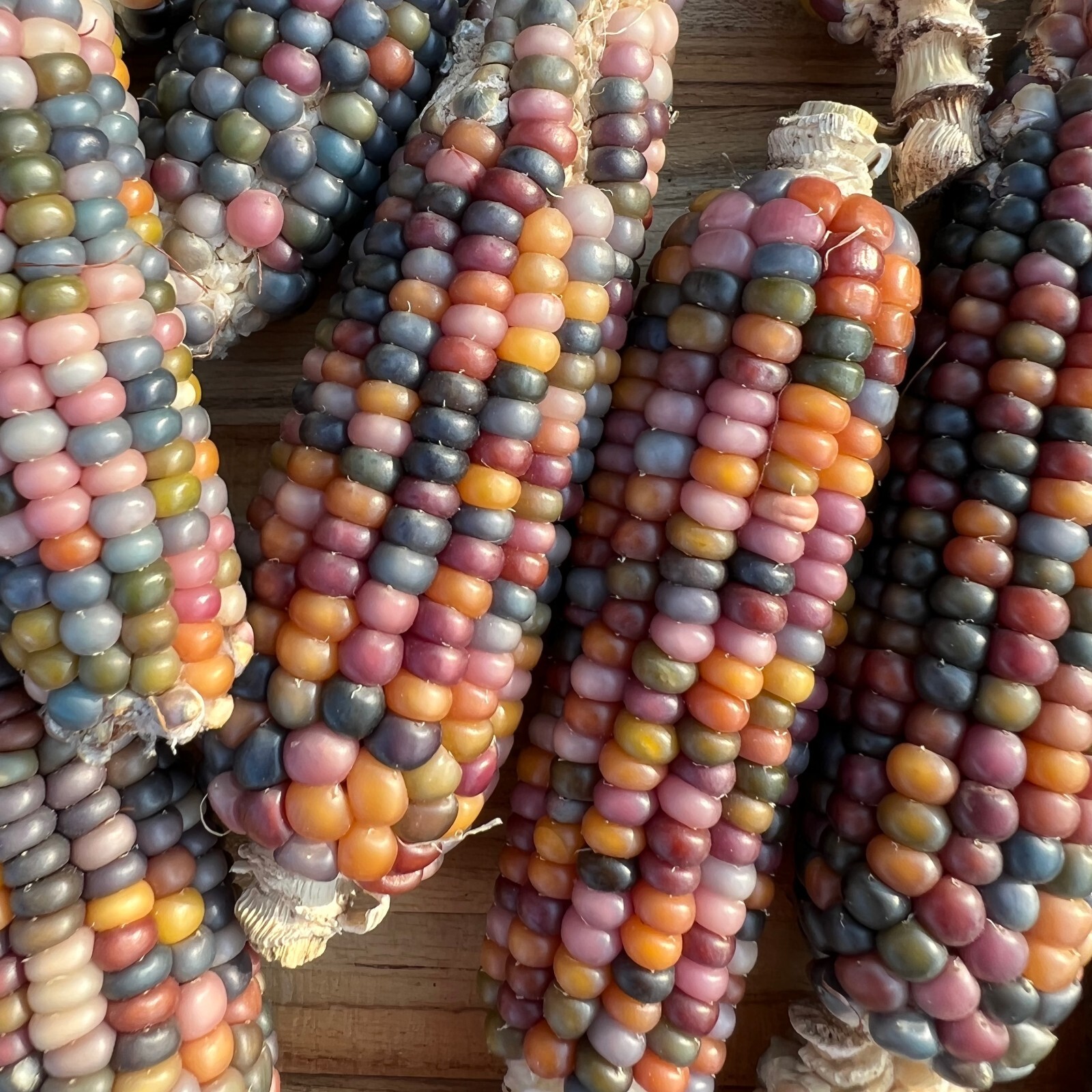 Glass Gem Corn Seed Packet Bulk Organic Non-GMO Kaleidoscopic Colors Heirlooom