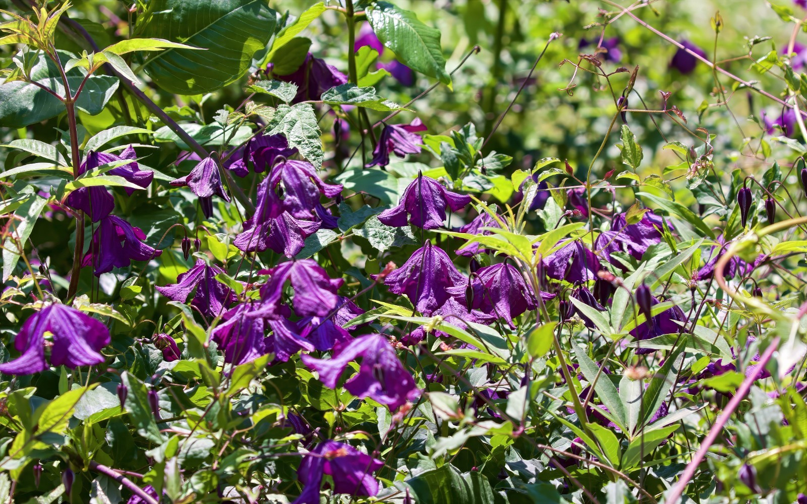 Purple Clematis viticella Seeds, Italian Leather Flower, Hardy – 4 Climber Vine