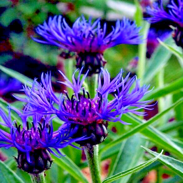 20 MOUNTAIN BLUE CORNFLOWER SEEDS PERENNIAL Centaurea montana Cold Hardy Plant