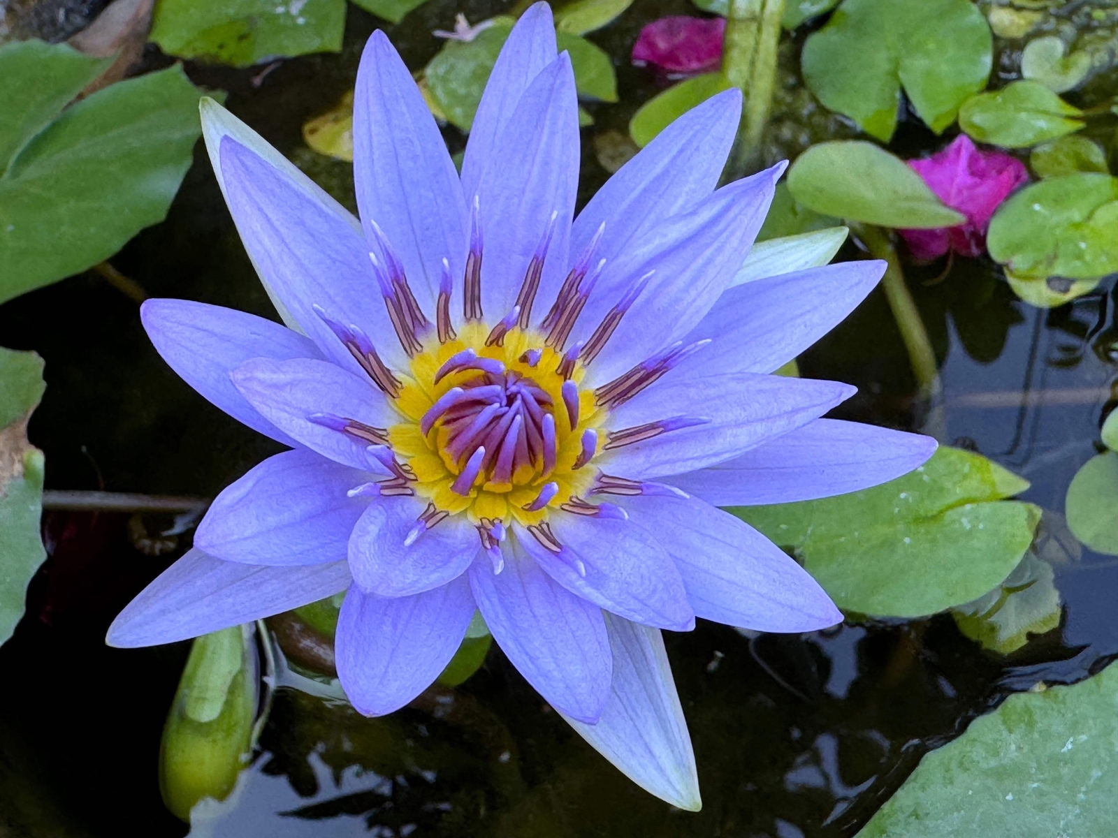10 BLUE WATER LILY Pad Nymphaea Caerulea Asian Lotus Flower Pond Seeds *Comb S/H