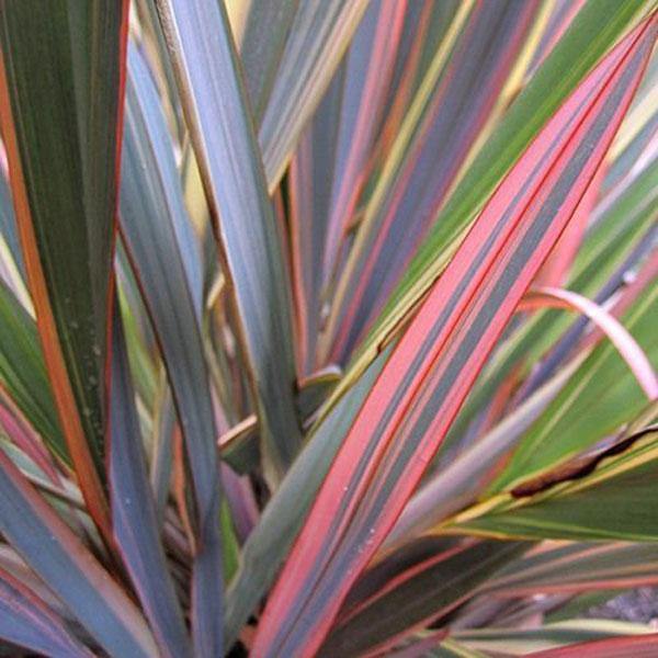 Phormium tenax | Rainbow Stripes | Flax | 20 Seeds