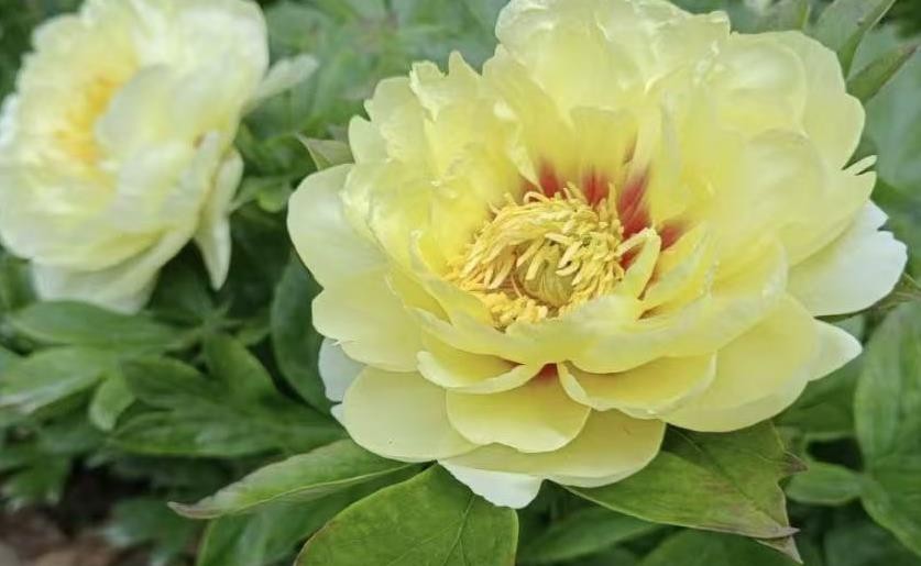10 Golden yellow peony seeds, emitting a pleasant fragrance. Free shipping