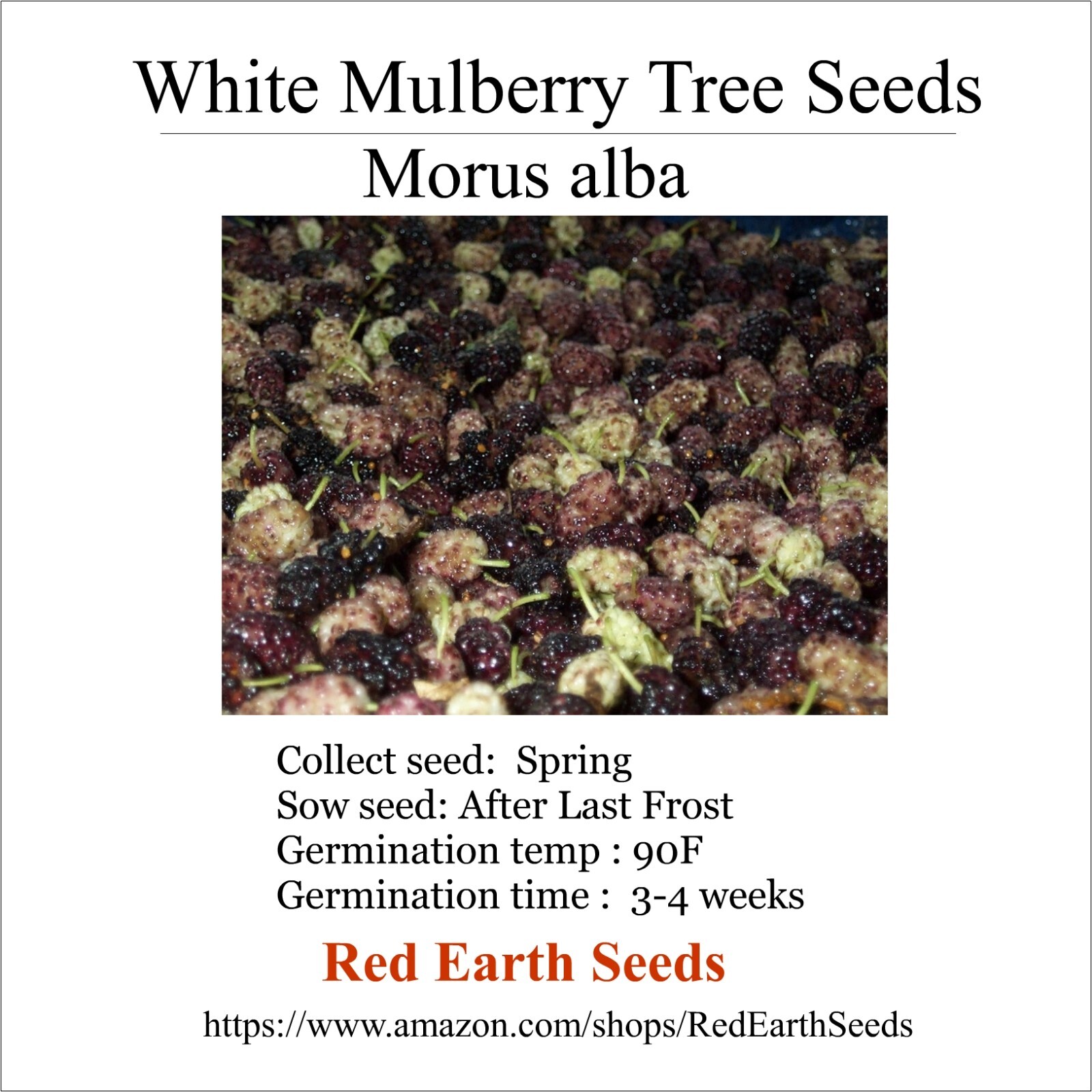 White Mulberry Tree – 100 seeds – Morus album