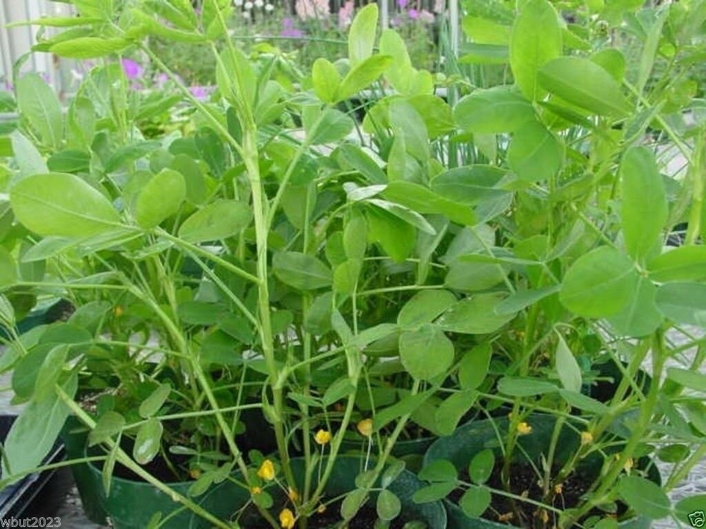 Champ Peanut Seeds (Shell) Early Maturing Virginia-Type Peanut