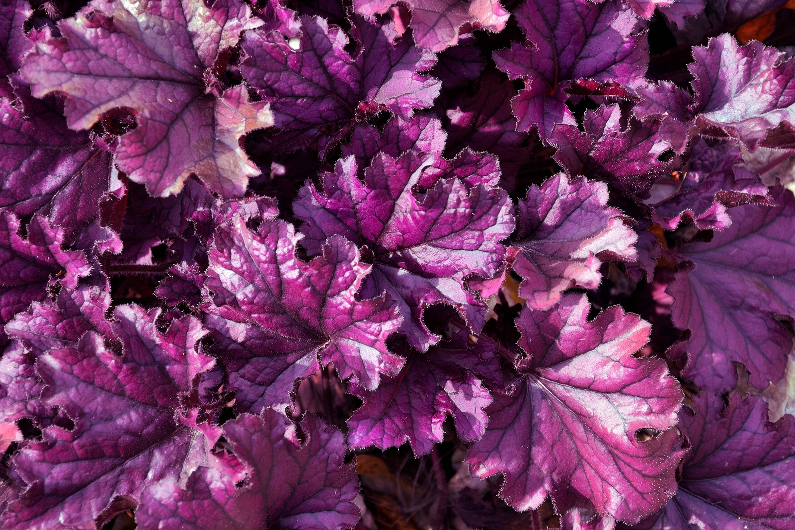 1200 MIXED COLORS CORAL BELLS HEUCHERA Shade Flower Seeds *Flat S/H