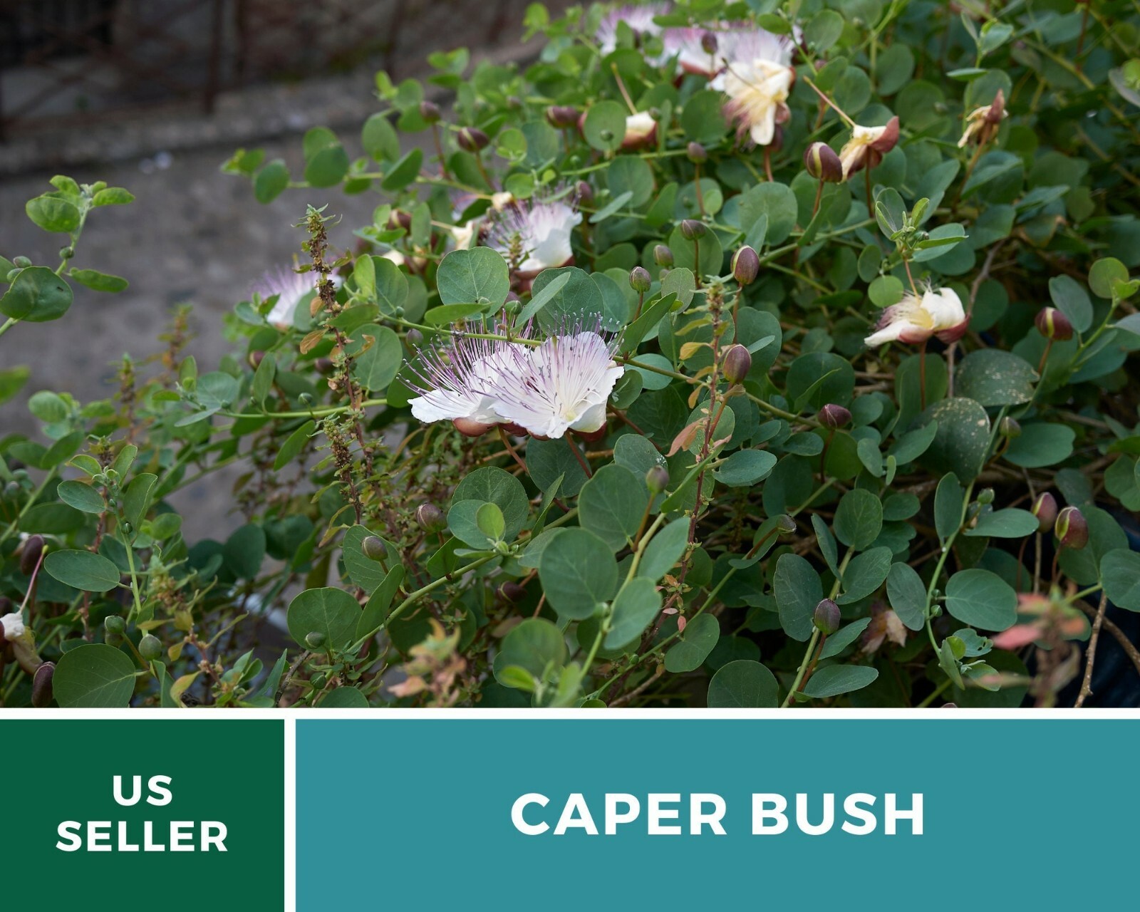 Capers (Caper Bush) – Heirloom Seeds – Culinary and Medicinal Plant (Capparis sp