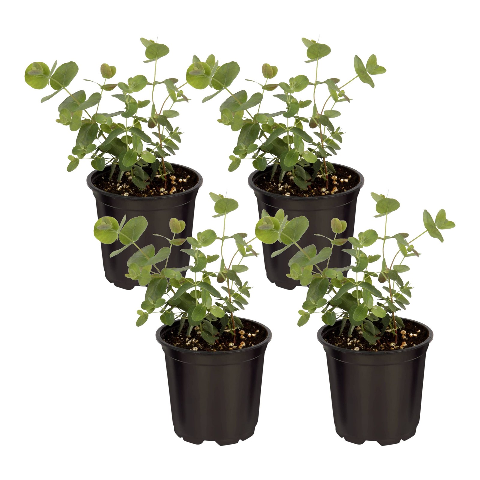 Live Eucalyptus (4 Per Pack) – Aromatic and Health Enhancer, Natural Air Puri…