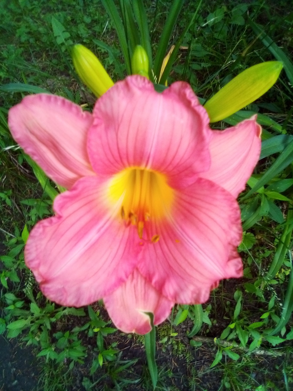 Daylily seeds ALL Kinds All Colors Perennial 35 plus seeds