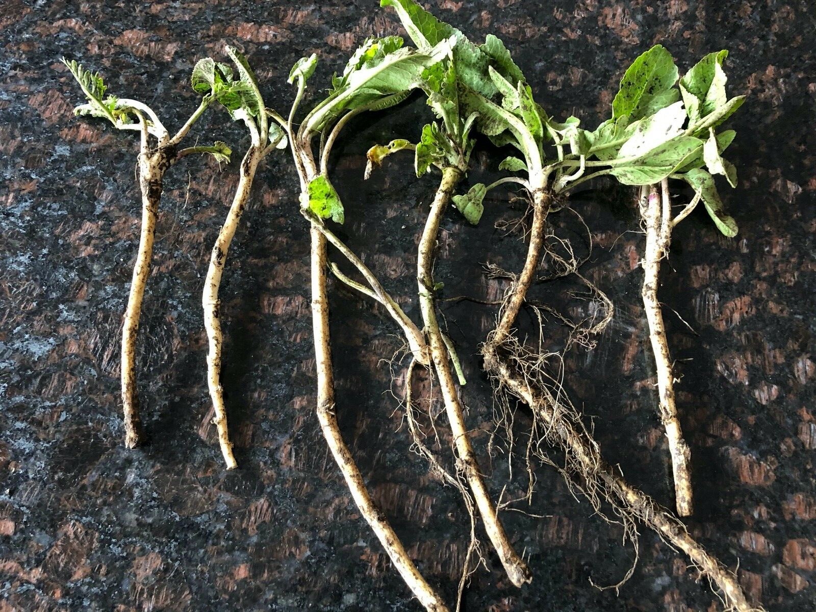 HORSERADISH STARTS (Common), ORGANIC: 6 ea. for planting