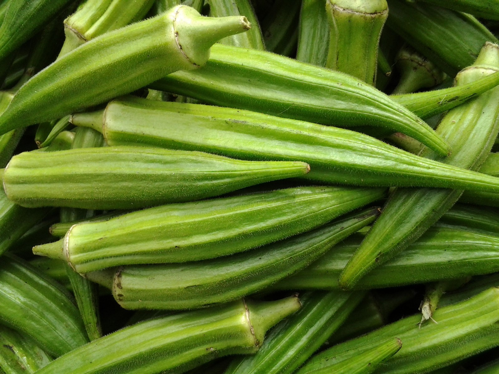 Clemson Spineless Okra Seeds, NON-GMO, Gumbo, Lady’s Fingers, Gombo, Bendi