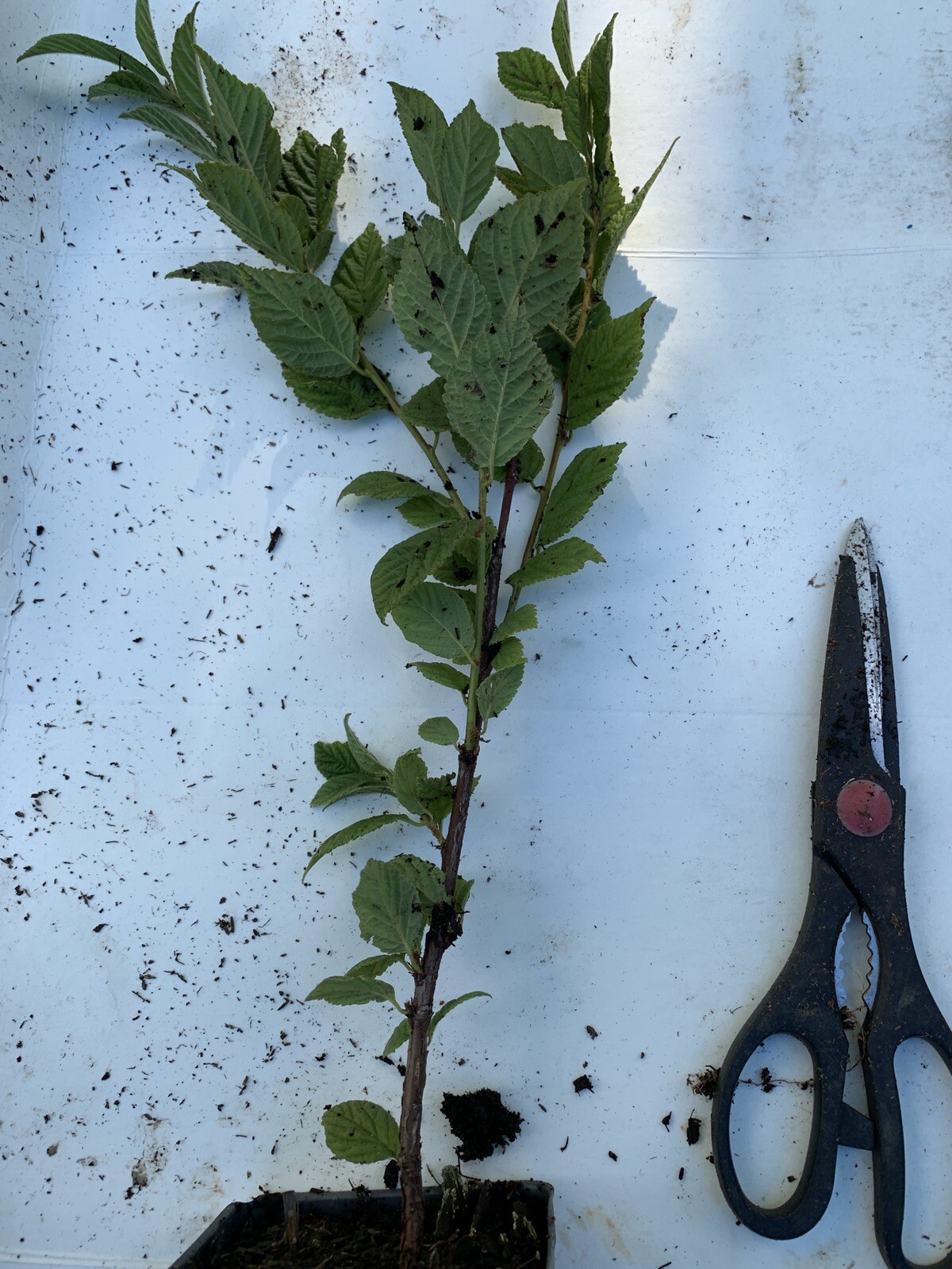 12-18” tall Ian – Nanking White Cherry 2 year old plant