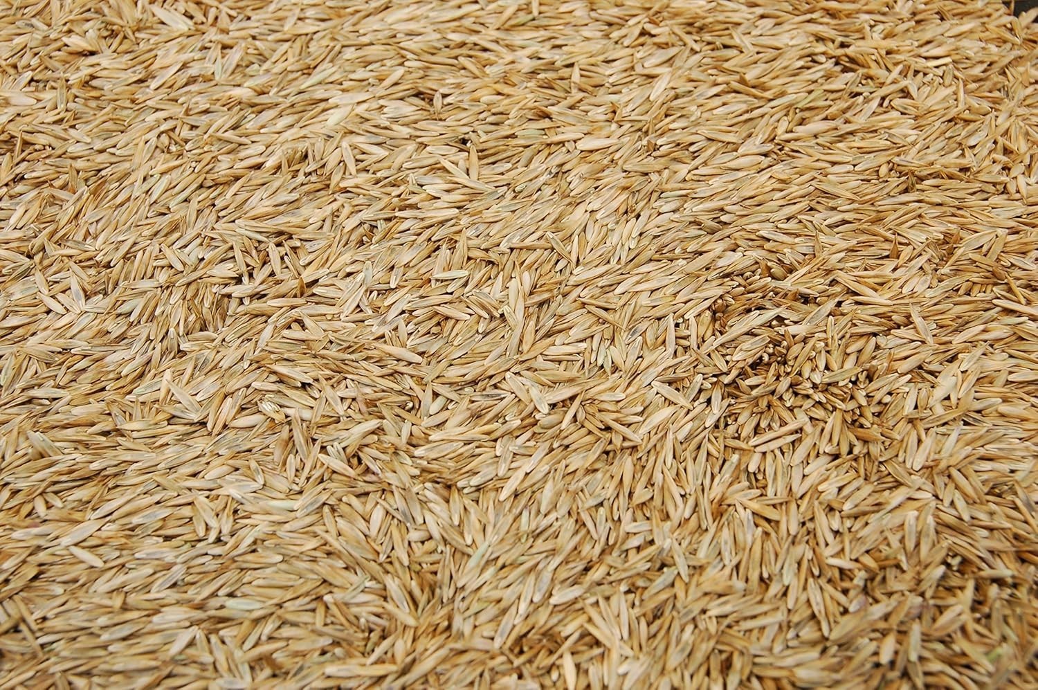 Kentucky 31 Tall Fescue Grass Seed 10lbs – Durable, GMO Free & State Certified