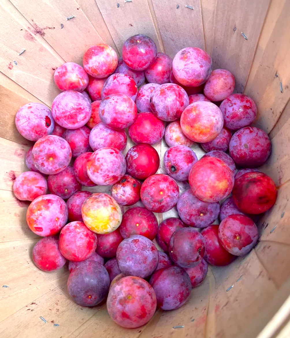 American Plum Tree Seeds – For 2026 Planting Prunus Americana Wild Plums Red