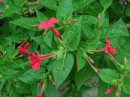 Mirabilis jalapa | Red Four O’clock | 10 Seeds