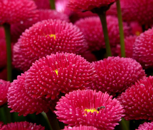 ENGLISH DAISY RED Bellis Perennis Super Enorma – 100 Seeds