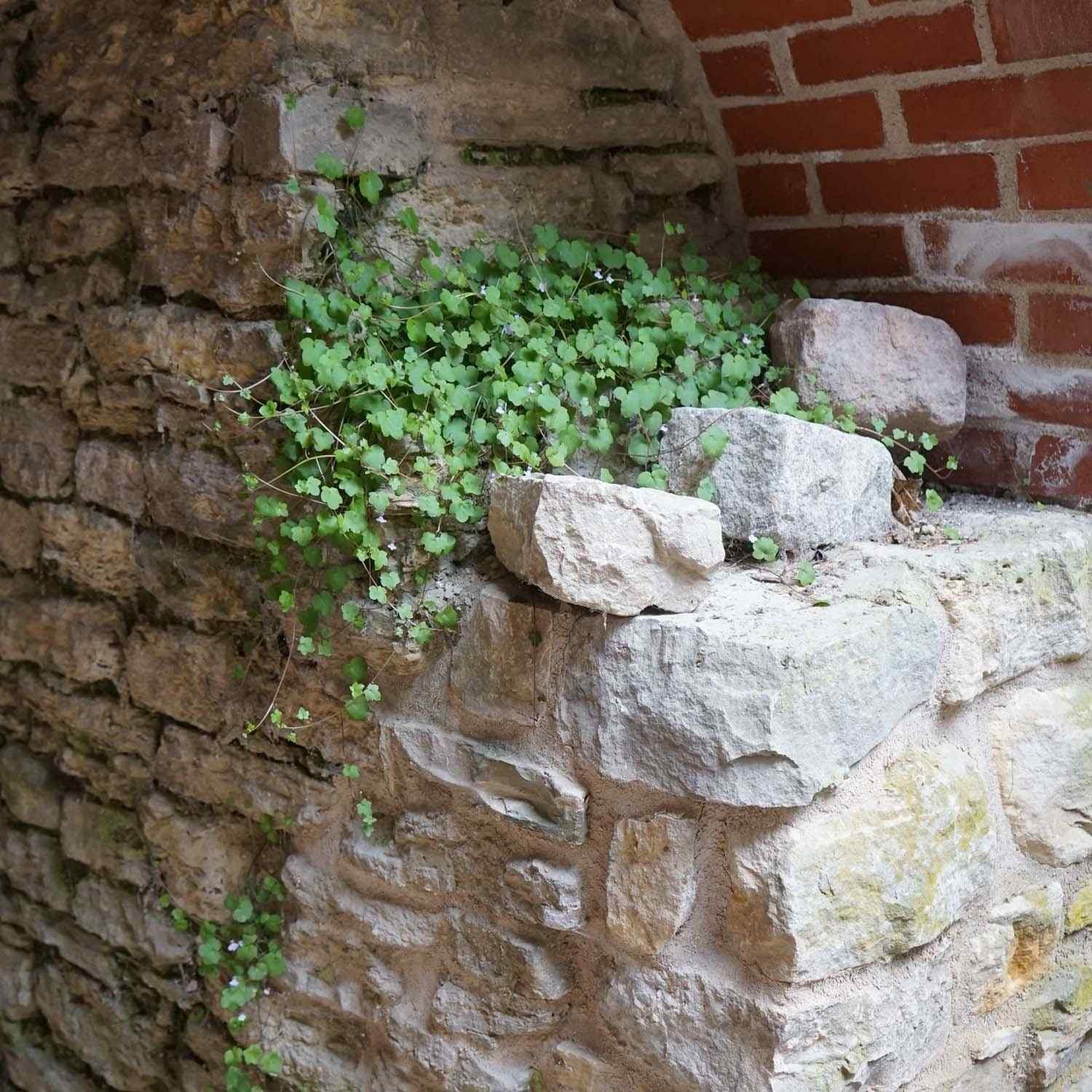 4000 Seeds Kenilworth Ivy Seeds – Cymbalaria Kenilworth Flowering Ivy Ground