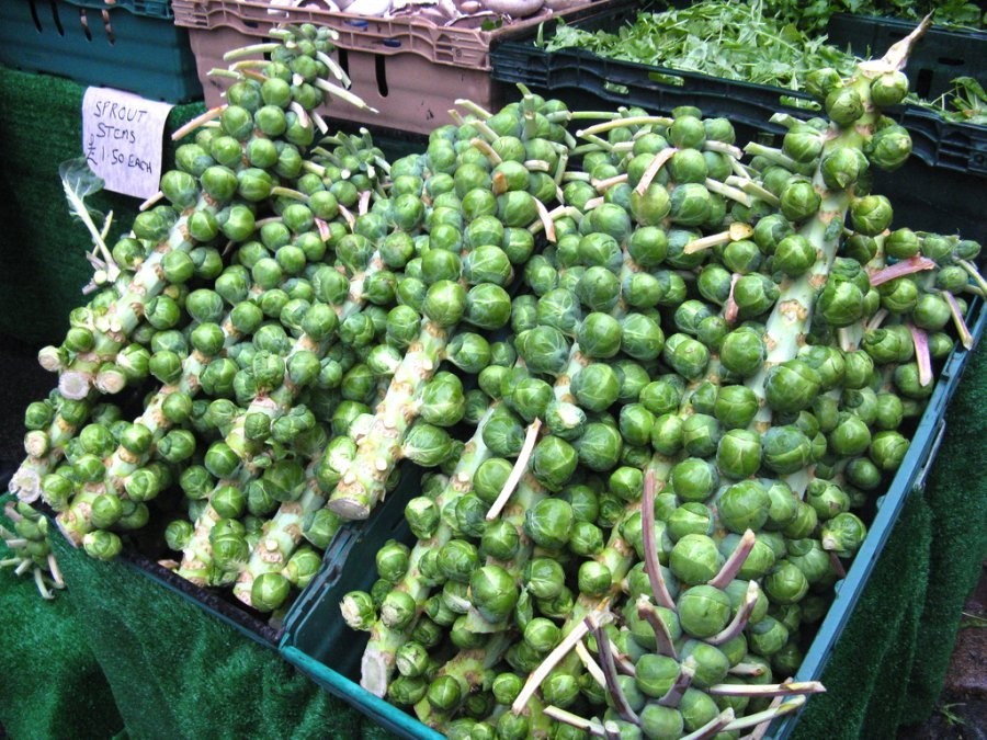 MULTI – HARVEST BRUSSEL SPROUT SEEDS * 200 SEEDS * HEAVY YIELDING * HEALTHFUL *