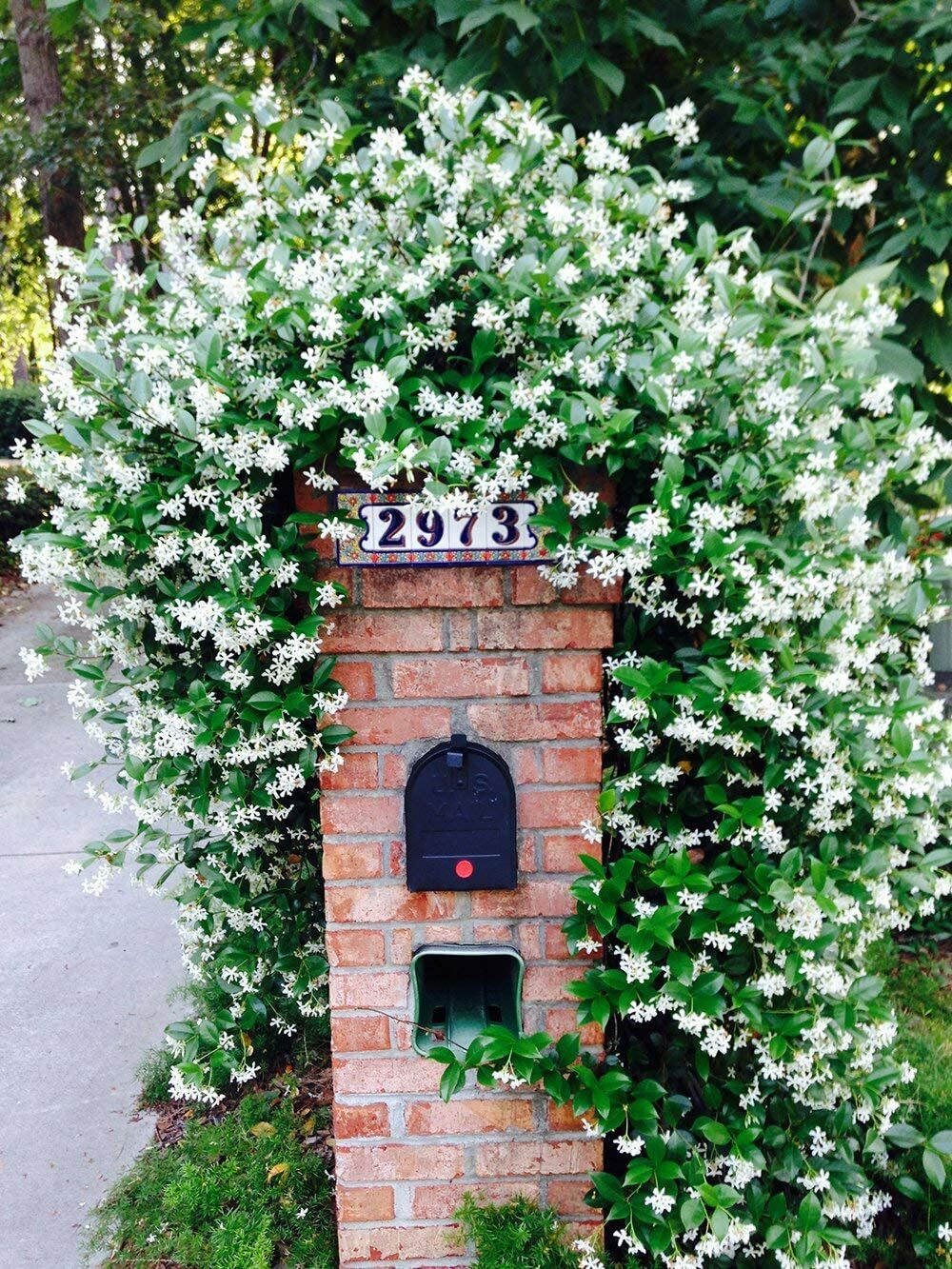 ~~CONFEDERATE STAR JASMINE~~Rooted STARTER Plant~~Extremely Fragrant Vine~~USA