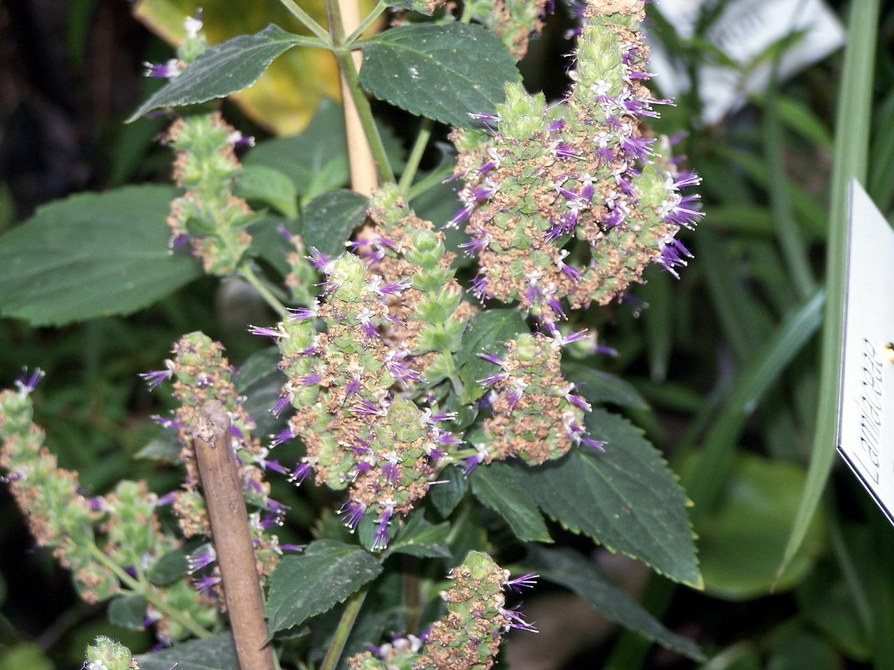 100 TRUE PATCHOULI Pogostemon Cablin Seeds Aromatic HIPPY Herb