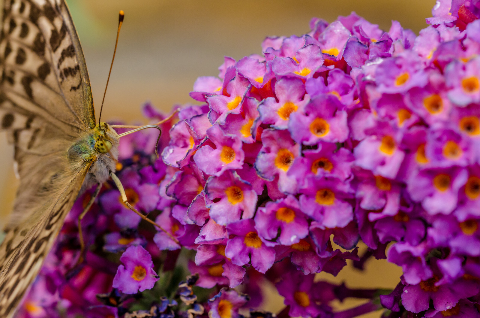 BUTTERFLY BUSH LAVENDER, 2000 SEEDS, BUDLEJA DAVIDII, beautifully scented bulk