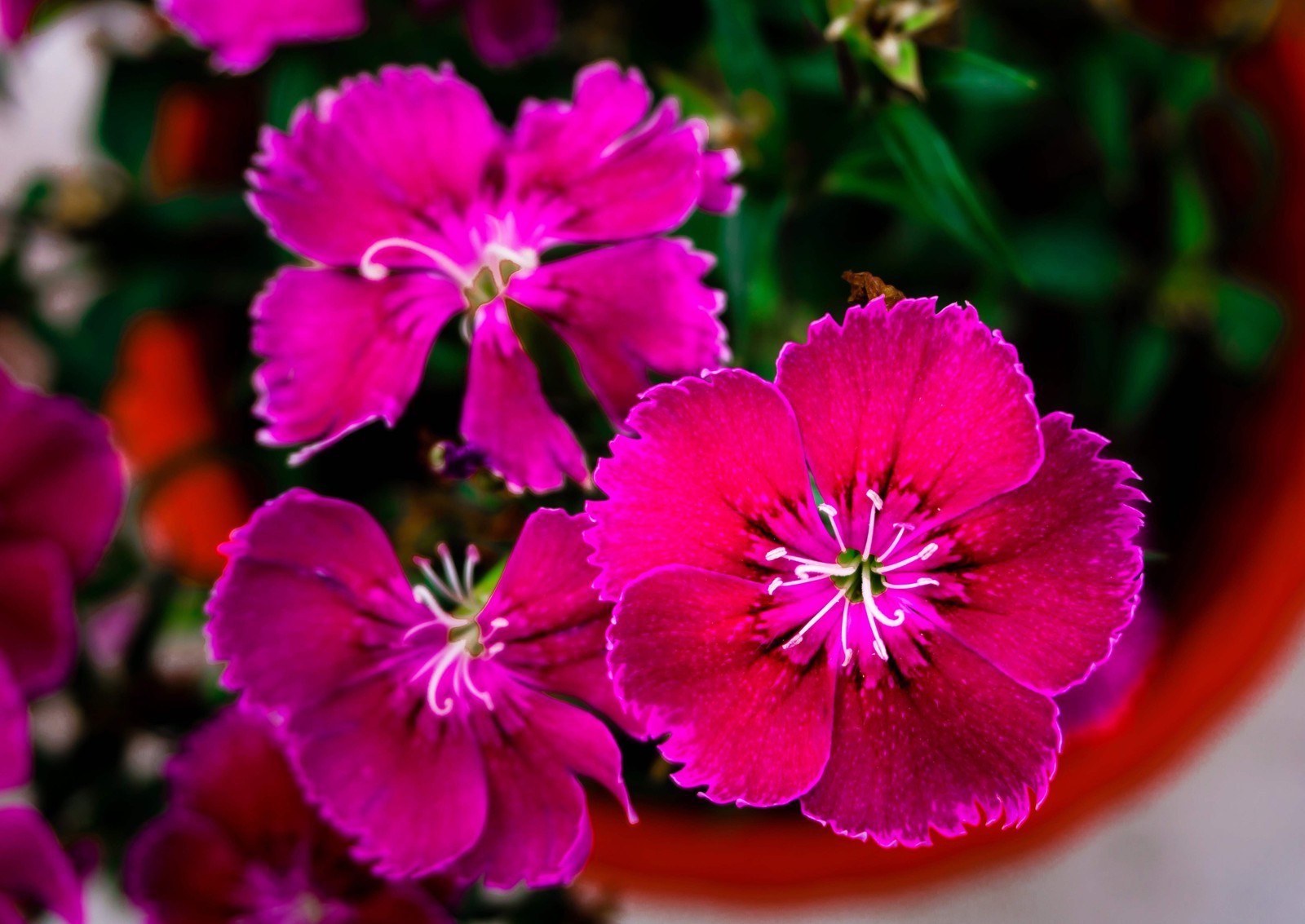 550 MAIDEN PINKS Dianthus Deltoides Flower Seeds