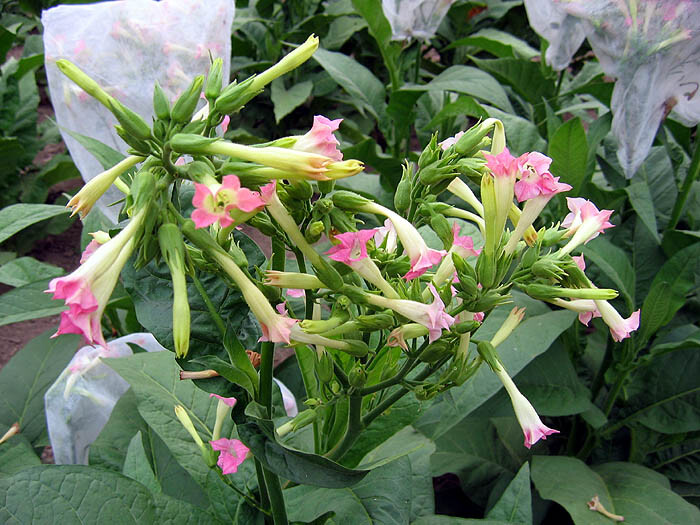 1000 White Stem Orinoco Tobacco Seeds ~ Heirloom Bright Leaf Nicotiana Tabacum