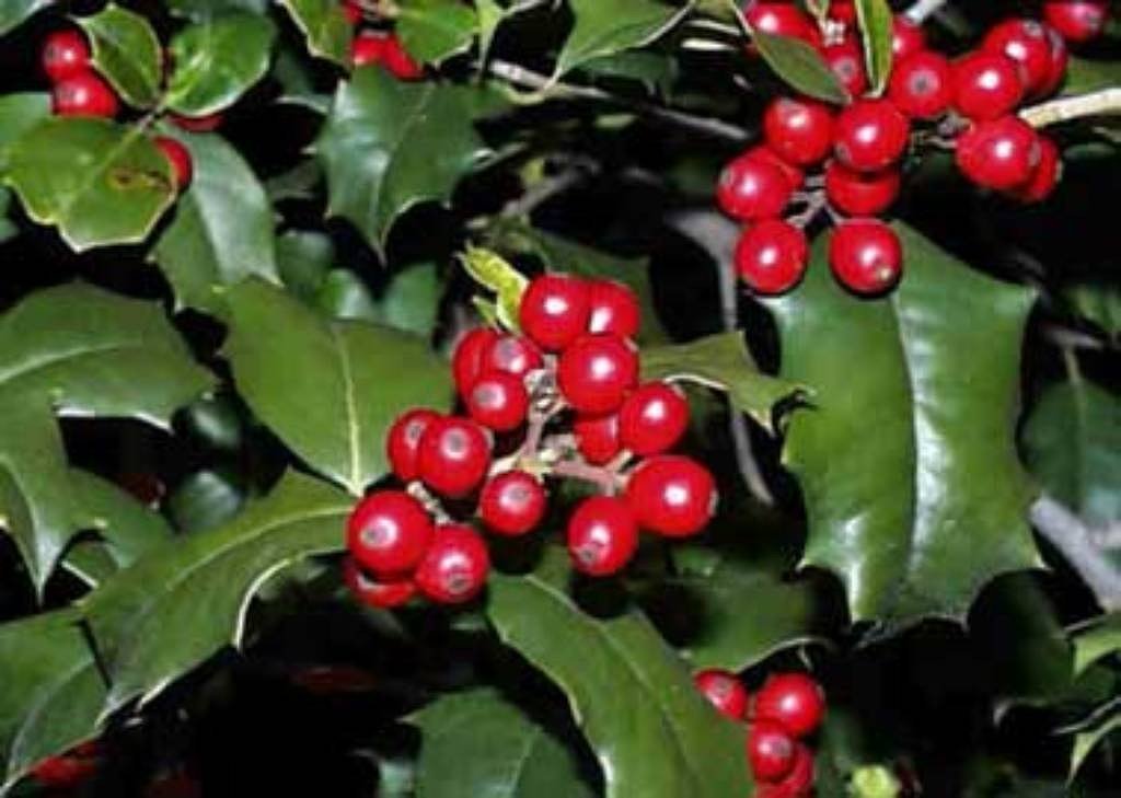 English Holly, Ilex aquifolium, Tree Seeds