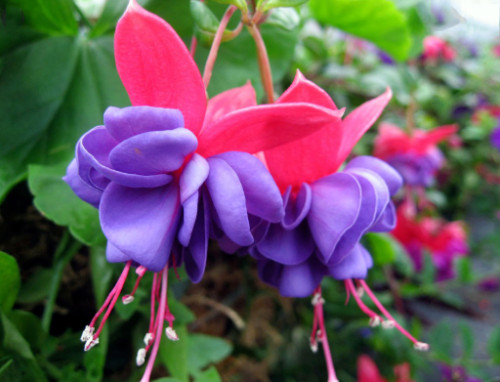 50pcs/bag Fuchsia Seeds Potted Flowers seeds,bonsai seeds.#6100