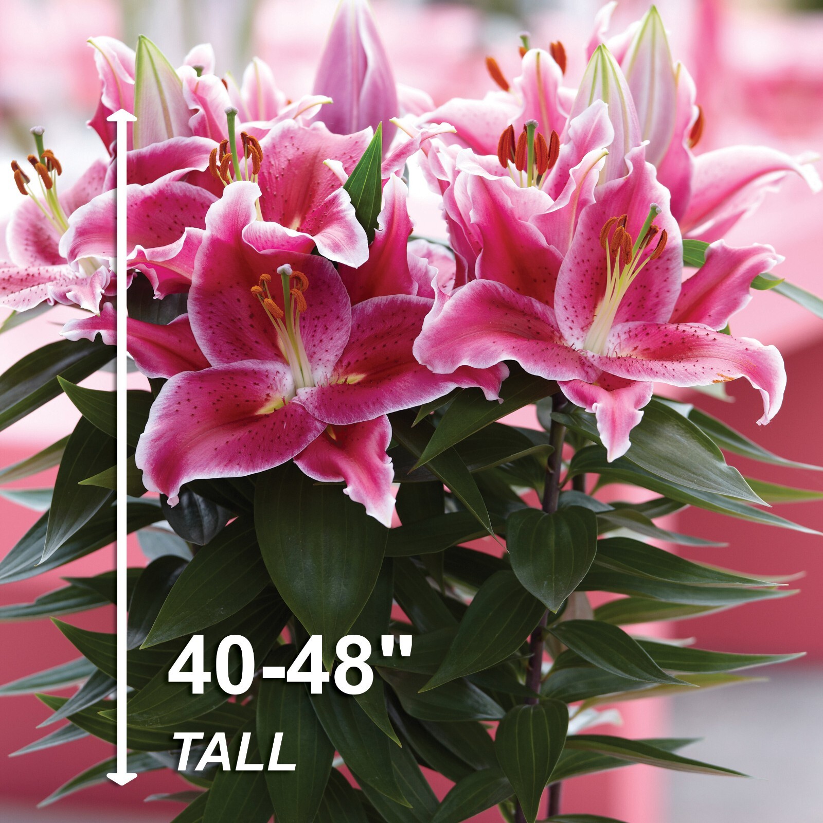 Garden State Bulb Lake Carey Oriental Lily Flower Bulbs, 16/18cm, Spring